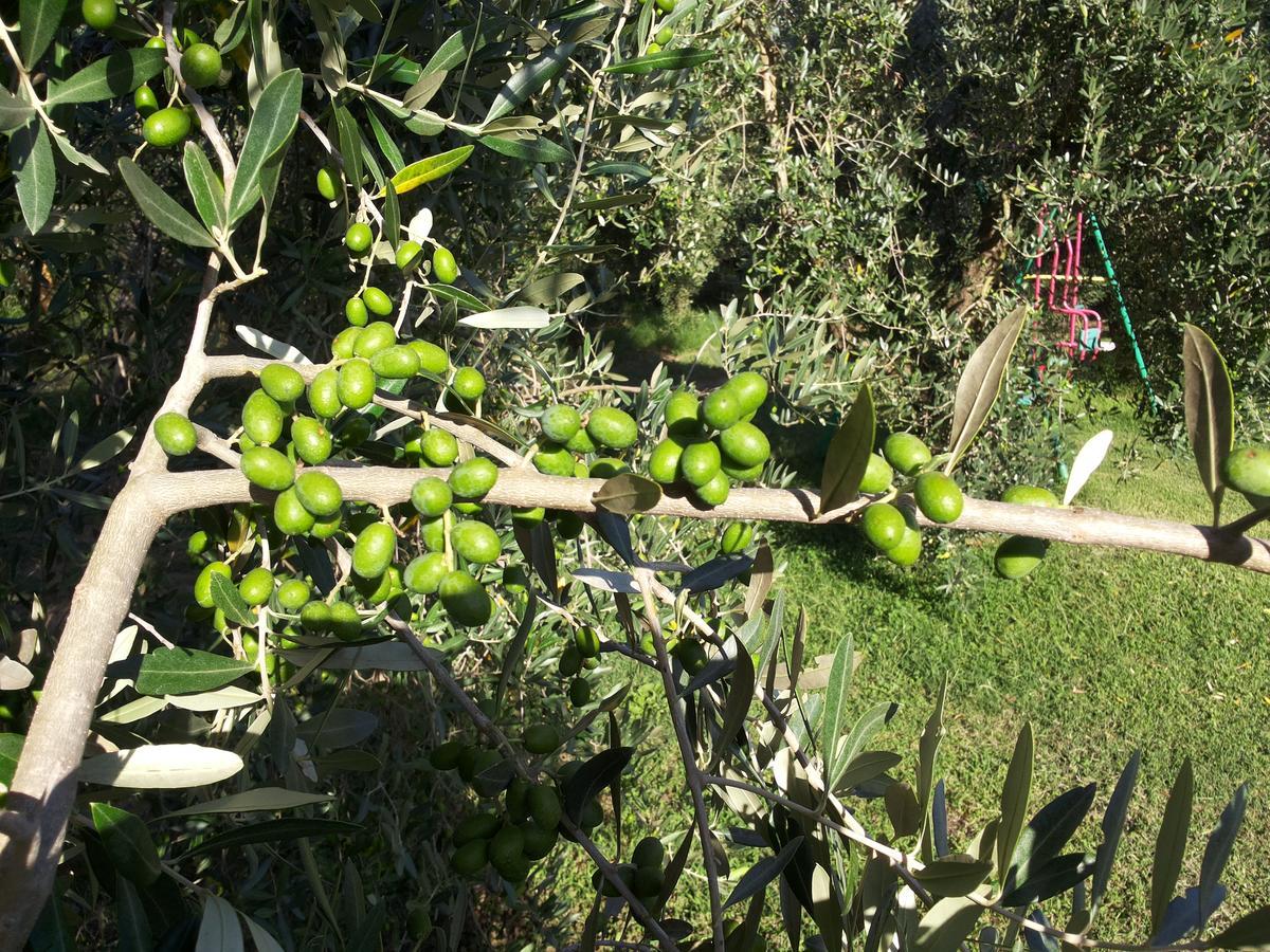 Agriturismo Casale Bonaparte Cellere Εξωτερικό φωτογραφία